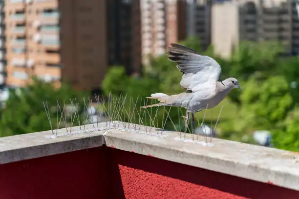 "جهاز مبتكر يستخدمه فريق العهد كلين لطرد الحمام بفعالية"